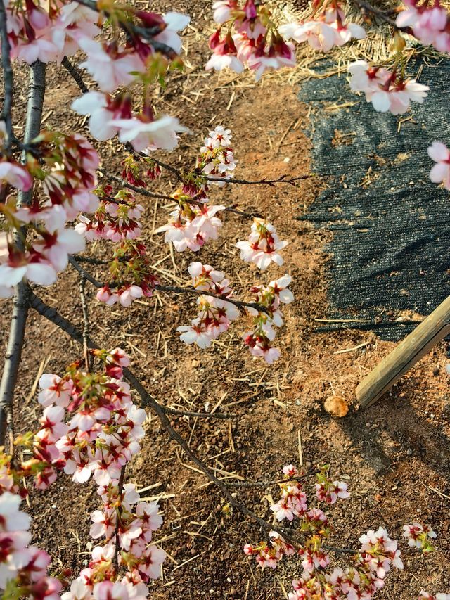 櫻花季（上海植物園）