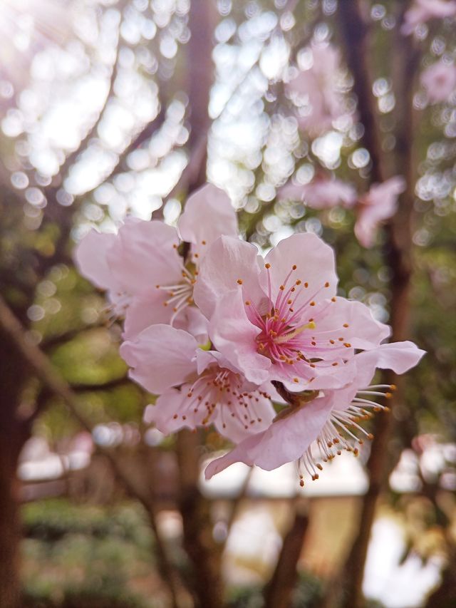 奢香古鎮