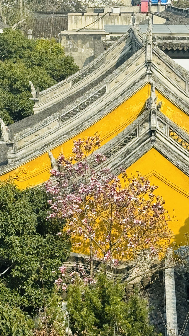 一枝獨秀白玉蘭