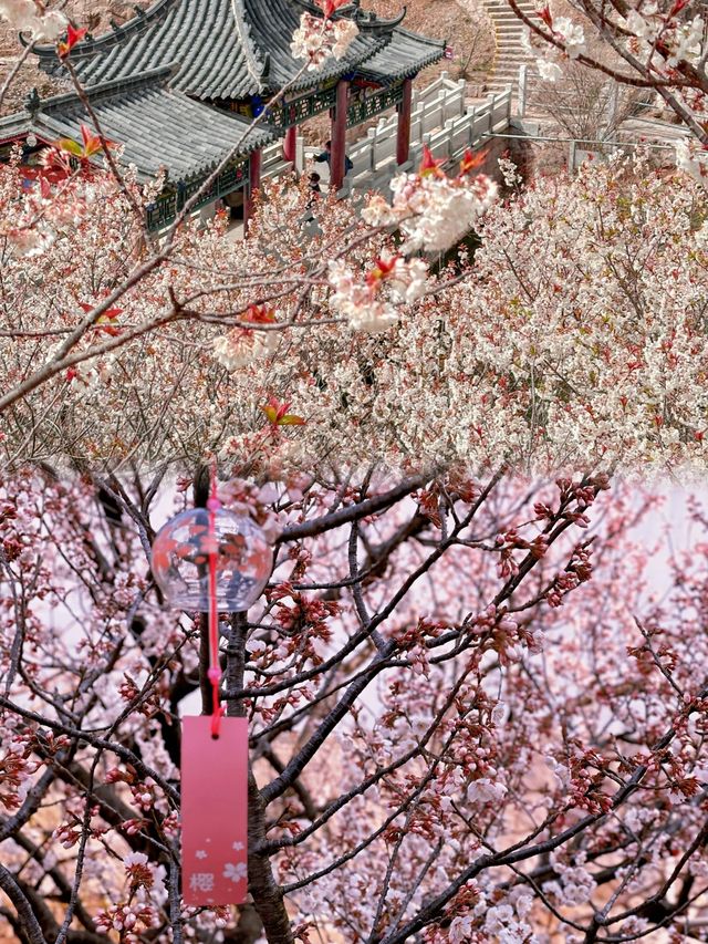 春日限定浪漫和滿山櫻花有個粉色約會