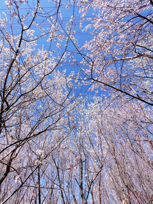 奧森北園賞桃花