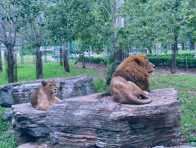 第一次來秦皇島野生動物園看這篇就夠了