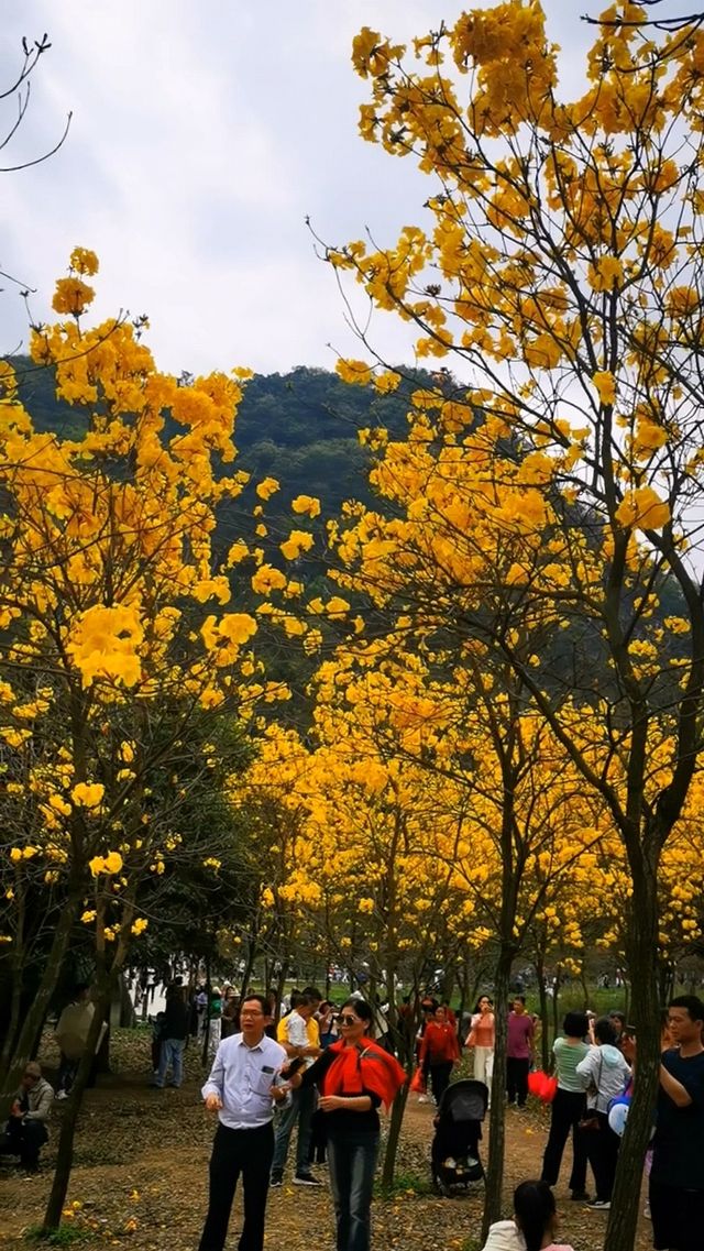 百花齊放才是春—肇慶七星岩的花都開了