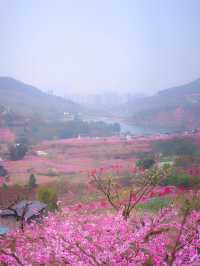 龍泉山桃花開了！仙境！寶獅村賞花攻略