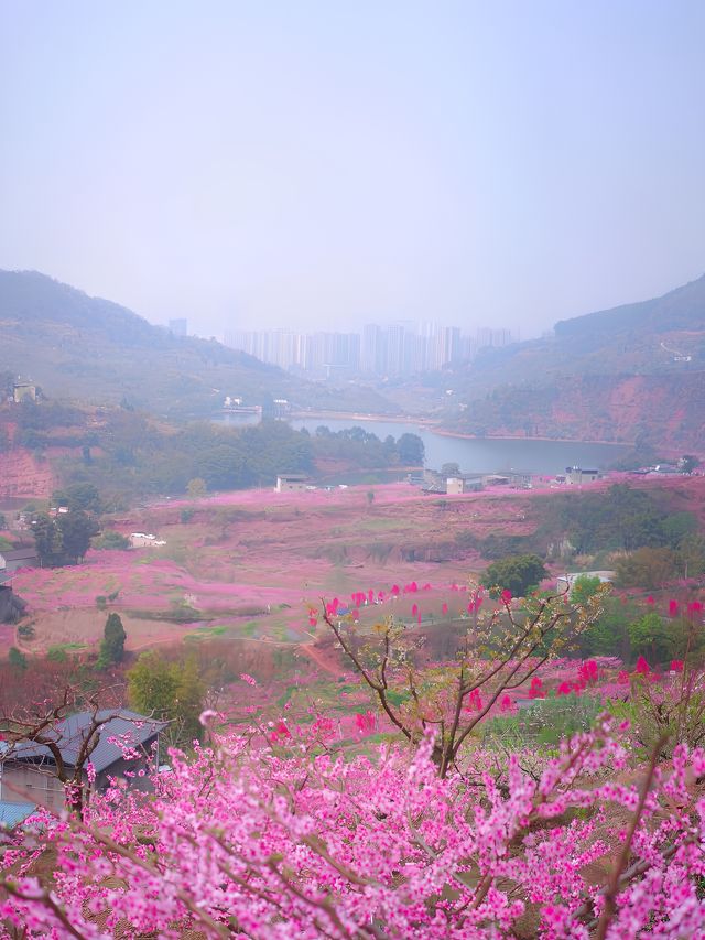龍泉山桃花開了！仙境！寶獅村賞花攻略