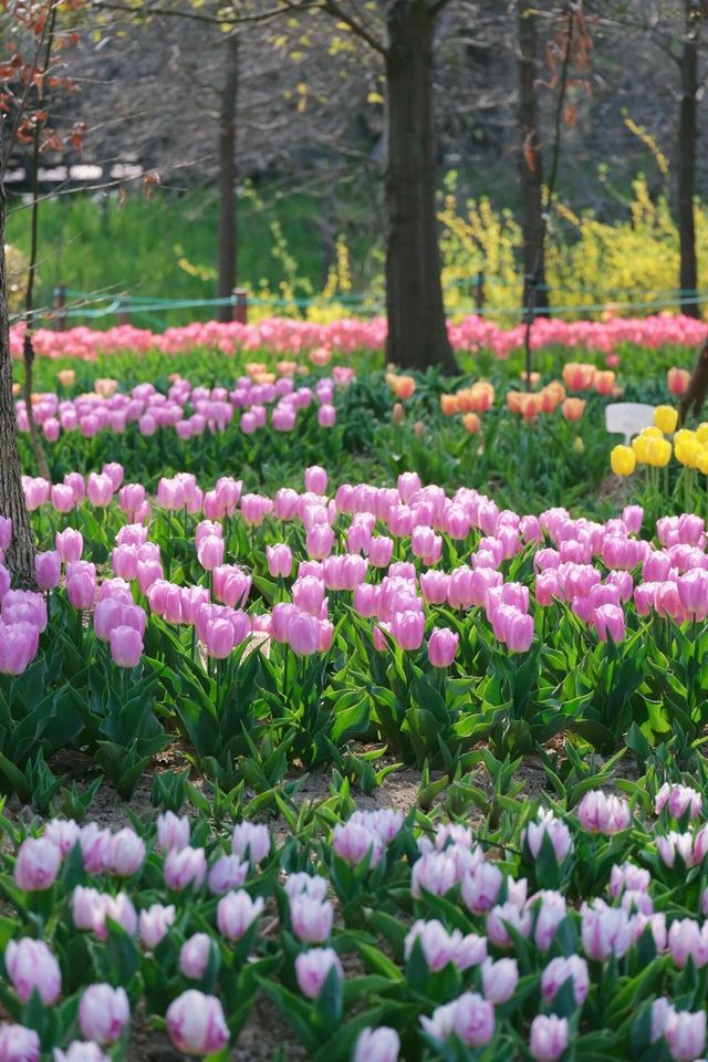 掉進油畫裡這片鬱金香太美寧波植物園