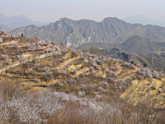 在桃花盛開的季節，我獨自踏上了尋找美景的旅程