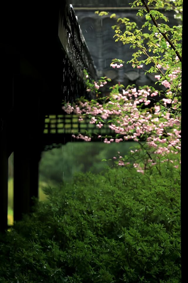 春花集|萬竹園聽雨