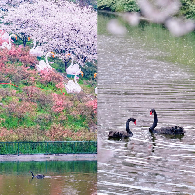 長沙｜櫻花大道·晚安文化公園