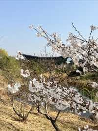 北京雁栖酒店（雁栖島）春之旅攻略