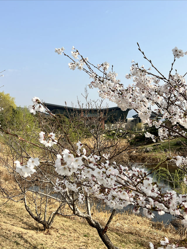 北京雁栖酒店（雁栖島）春之旅攻略