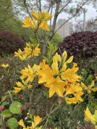 長沙寶藏花園——望月公園