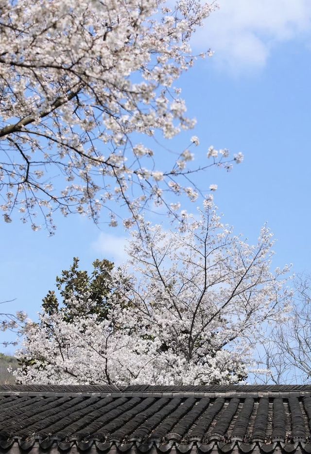 瑪瑙寺｜比起太子灣 我更愛西湖邊這個小眾櫻花寺廟