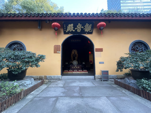 千年古寺，百年古梅火出圈