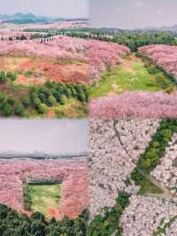 【盛放倒計時：平壩櫻花園即將迎來最美花期】