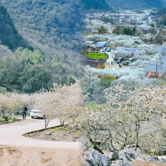 廣東這個宛如雪鄉的千畝梨花谷，花正盛開中  陽山水浪花谷