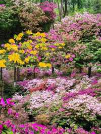 《桂林植物園：攝影愛好者的天堂》