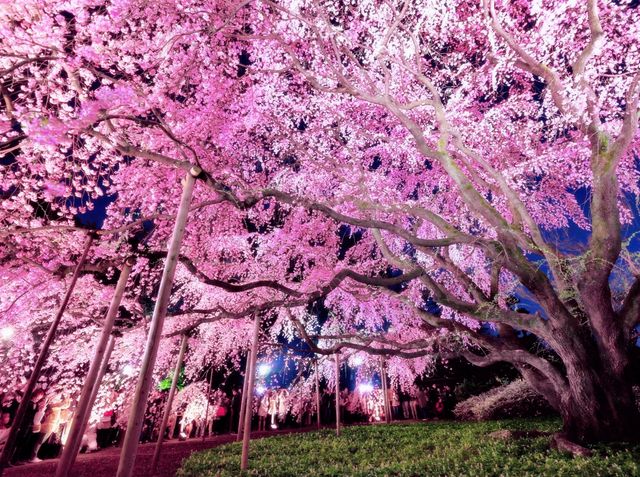 Sakura Blossom in Sakura City