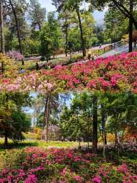 地鐵直達杭州被杜鵑花包圍的莫奈花園森林