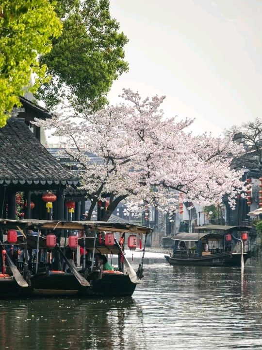 Xitang Ancient Town Jiaxing is Flowery🌸🇨🇳