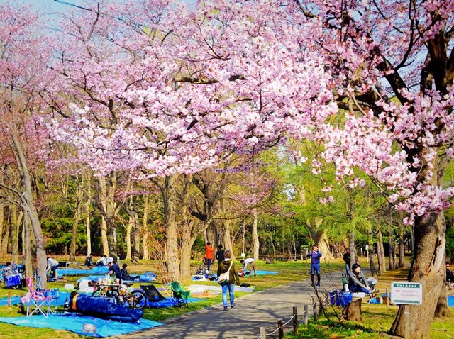 Picnics, baseball and cherry blossoms