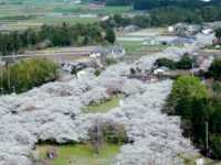 Waterfalls, sakura, hiking trails