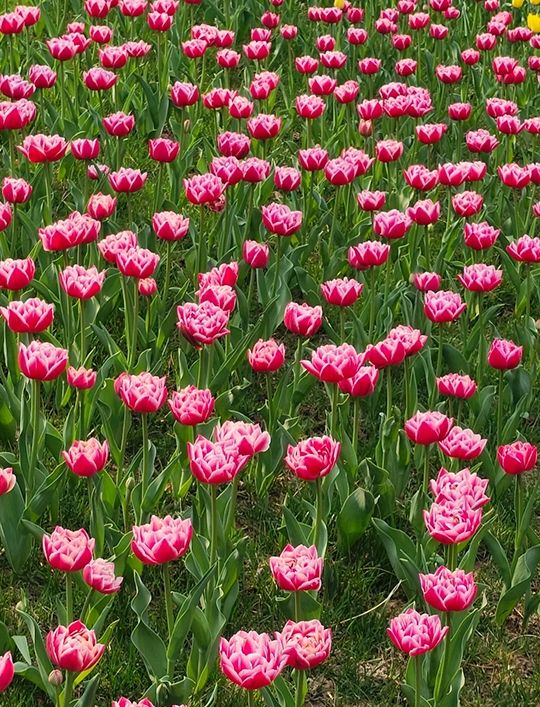 北京春色｜中山公園鬱金香花香