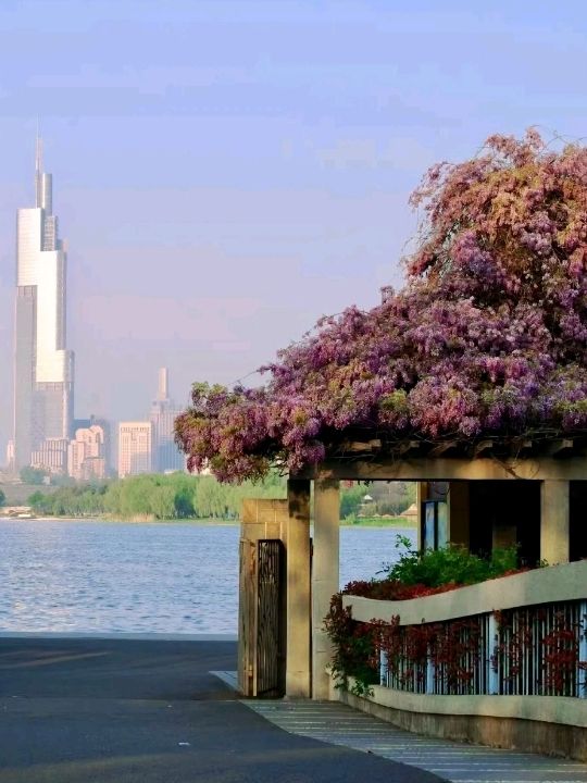 Xuanwu Lake in Nanjing Cherry Blossoms🌸🇨🇳