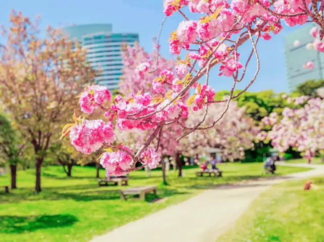 Hamarikyu Garden Majic Sakura