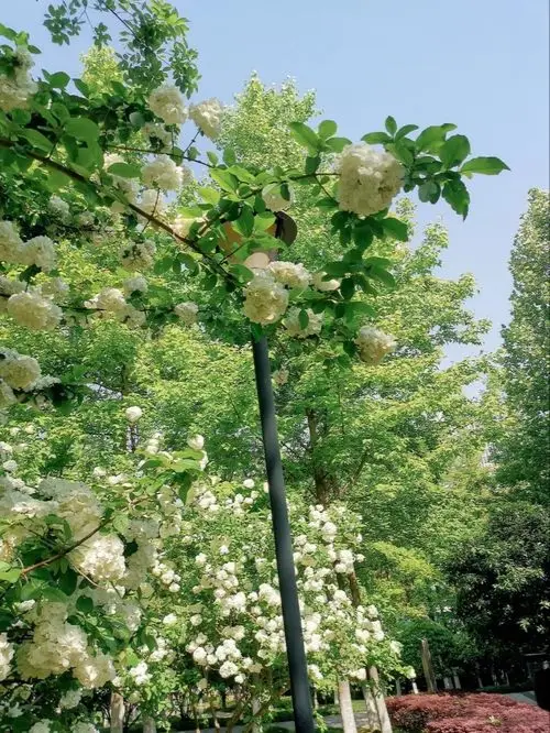 去武漢沙湖公園賞木繡球