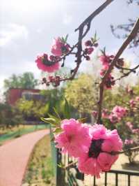 被社區環繞的街心小公園——