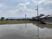水稻田間，遙看藥師寺