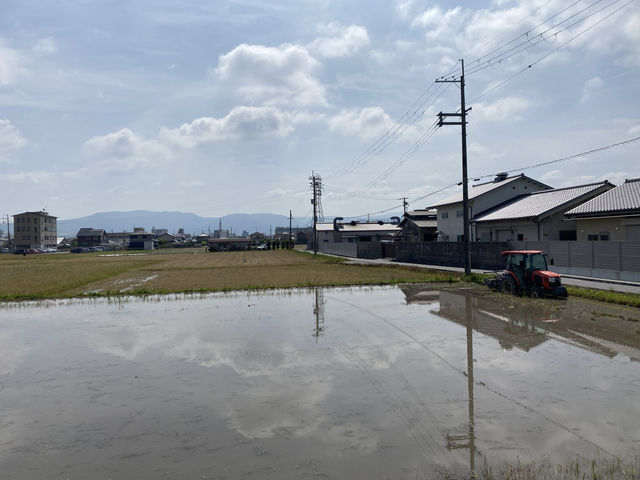 水稻田間，遙看藥師寺