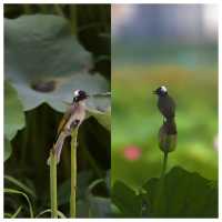 位於市中心城區（二環線內）的“世外桃源”——沙湖公園，賞荷賞景的天花板