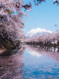 最懂日本櫻花的人都在跟著「百選名所」賞櫻。
