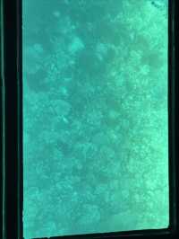MSC榮耀號郵輪歸來