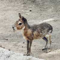 湖州——龍之夢動物園自駕區