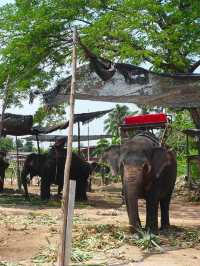 🌊 Pattaya's Top Attractions: Culture, Markets & Elephants 🐘