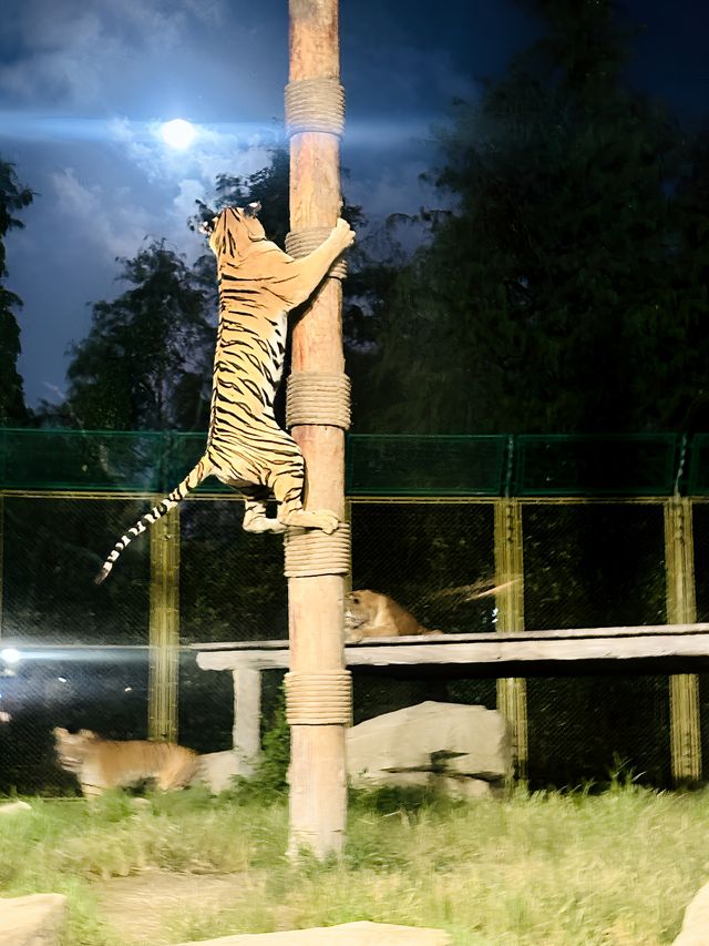 夜遊上海野生動物園