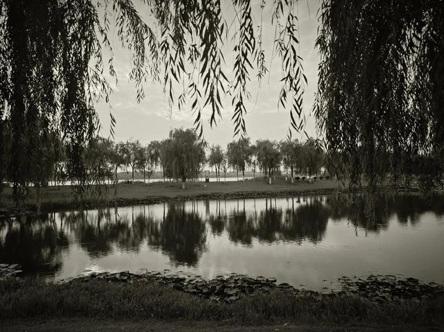 高安鳳凰湖公園。