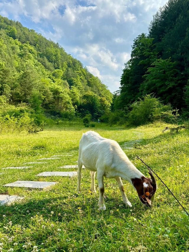 廣元曾家山——天然氧吧，享有溶洞王國和石林洞鄉之美譽。