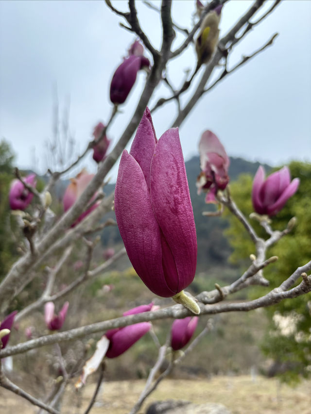 大埔瑞山度假村。