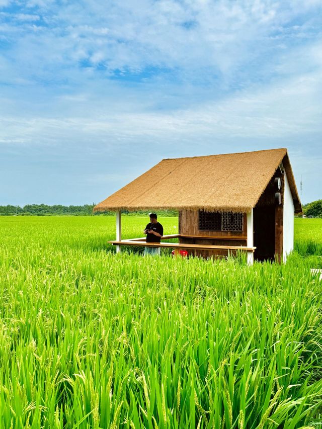 有一種夏天叫做宮崎駿 稻田裡的漫畫小屋。