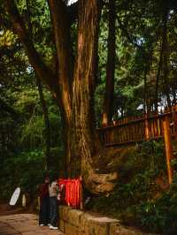 這一面，等待了千年的光景。