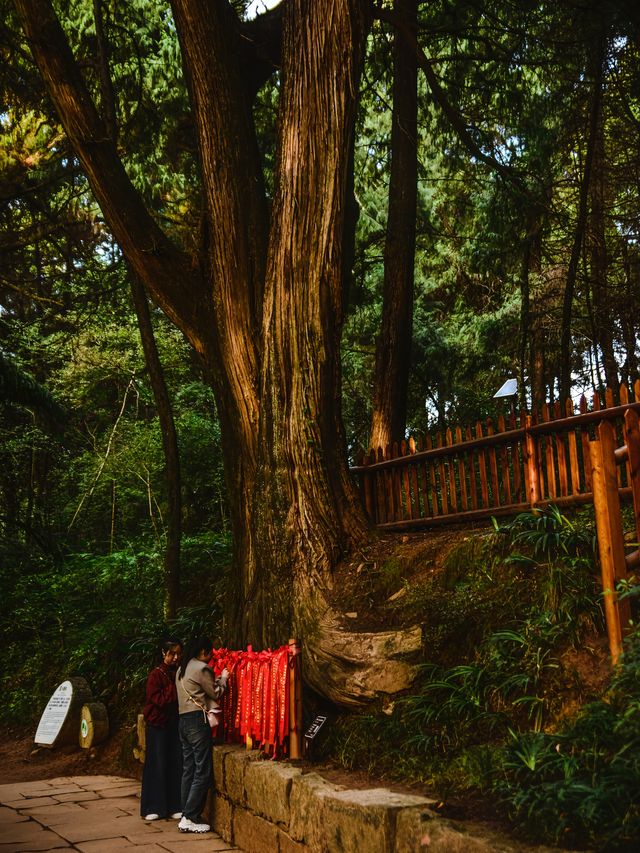 這一面，等待了千年的光景。