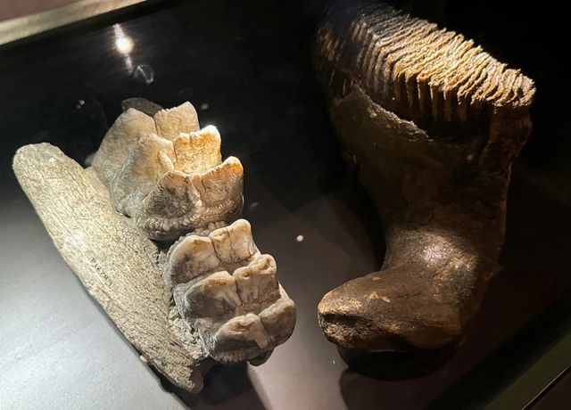 探索自然奧秘｜菲爾德自然史博物館。