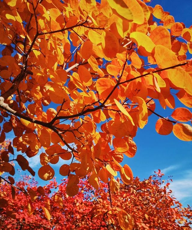 北京周邊楓葉。 北京周邊楓葉。