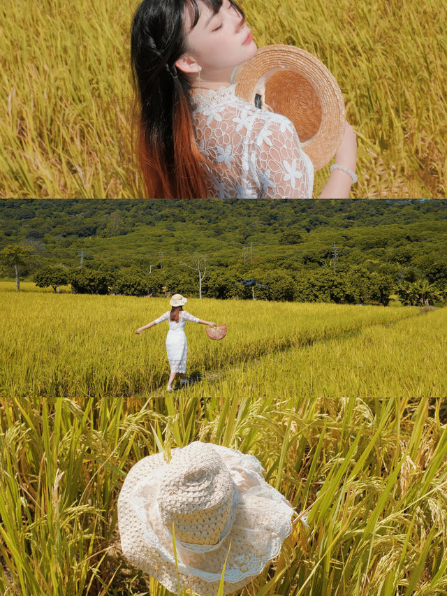 風吹稻浪｜跟着周董好的《稻香》我去了趟從化。
