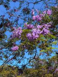 Sydney Exclusive! The Annual Jacaranda Carpet