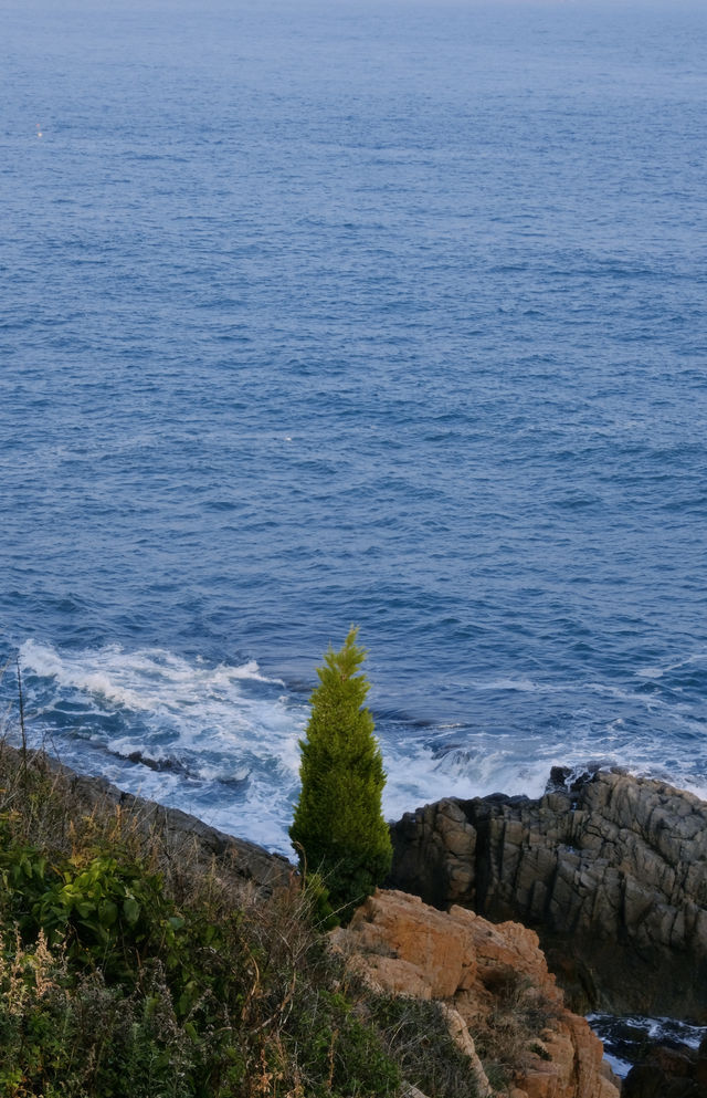 秋天的青島太浪漫了！。